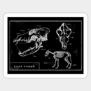 wolf anatomy in negative Magnet